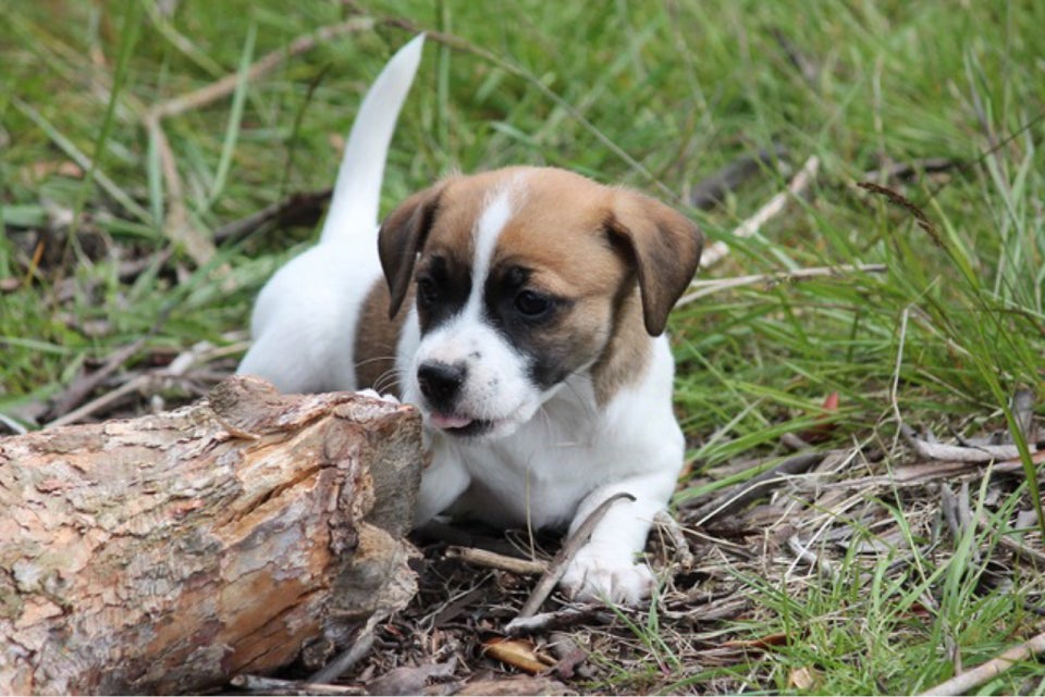 Dansk svensk gårdhund hvalpe 7