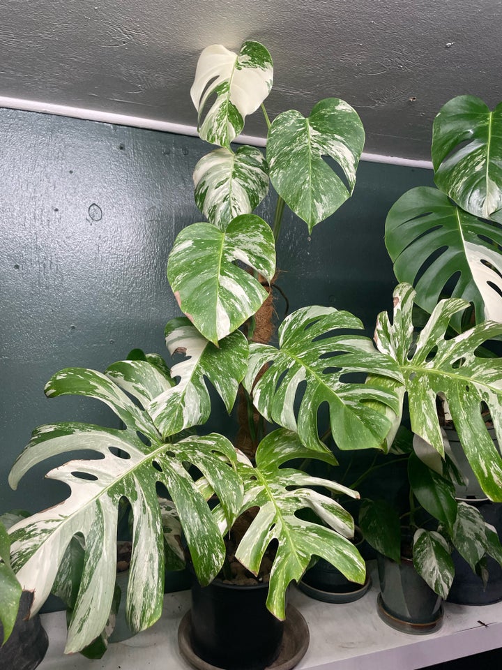 Monstera Albo variegata