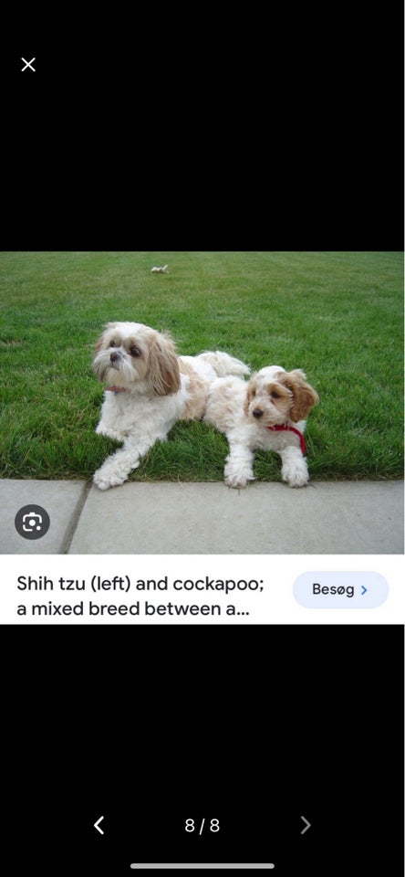 Cockapoo /Shih Tzu hvalpe 1 uge