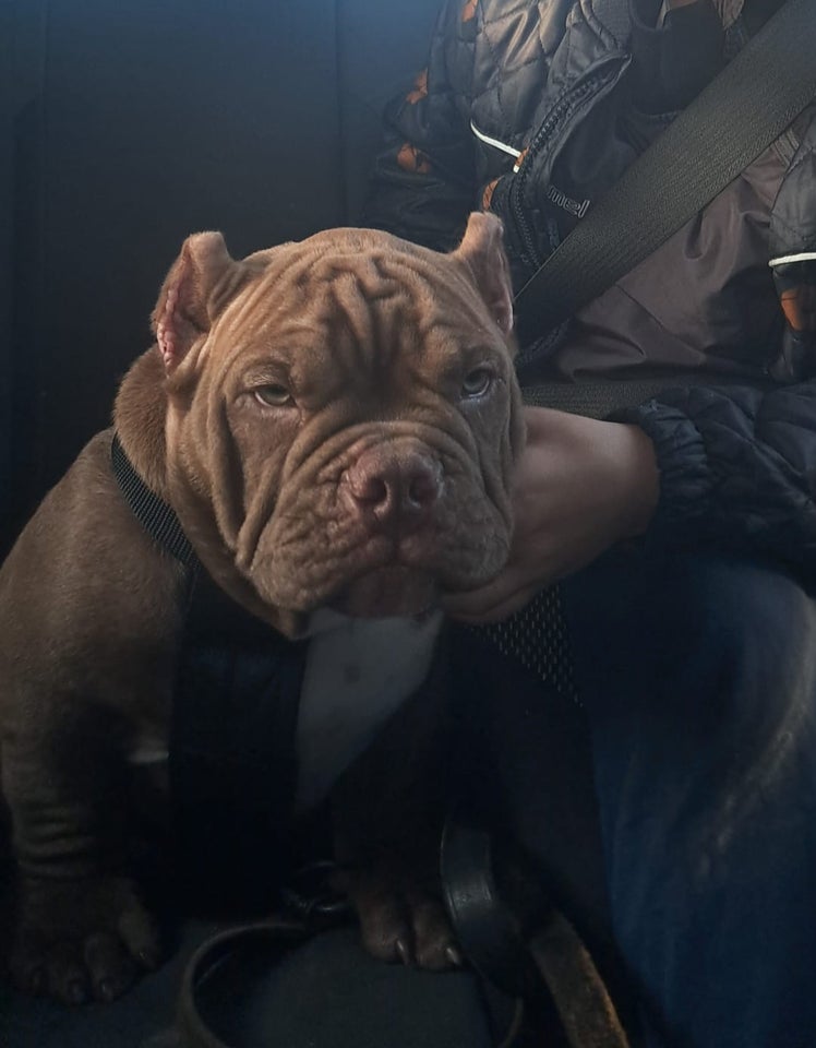 American Bully Pocket