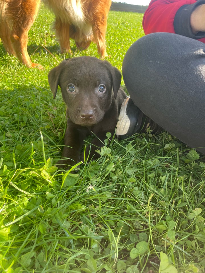 Brune labrador hvalpe  hvalpe 7