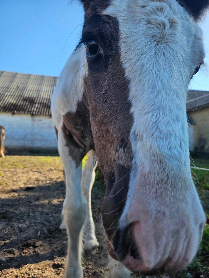 Irish Cob hoppe 1 år