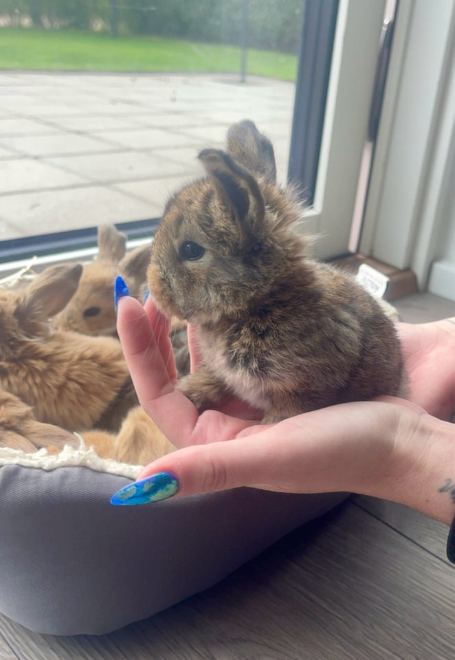 Kanin, FRANSK VÆDDER, 0 år