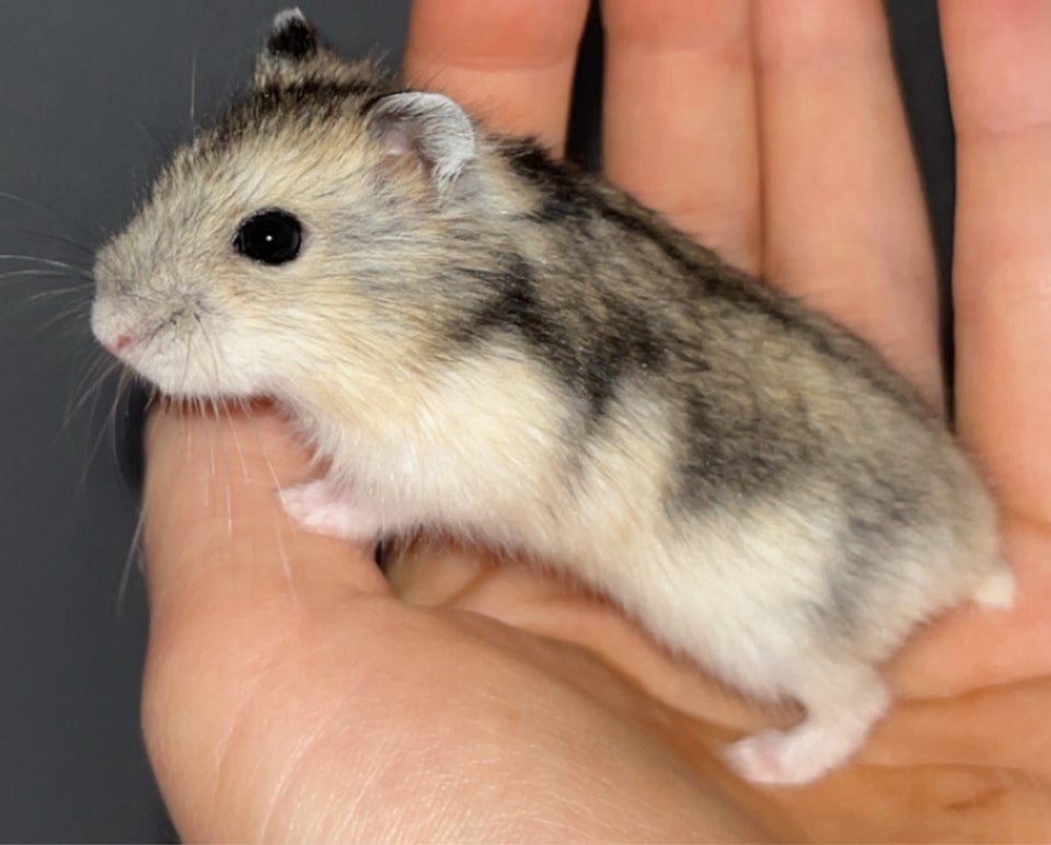 Hamster, Vinterhvid