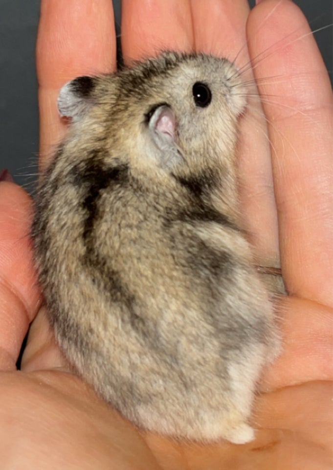 Hamster, Vinterhvid