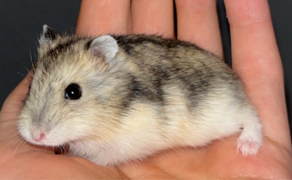 Hamster, Vinterhvid