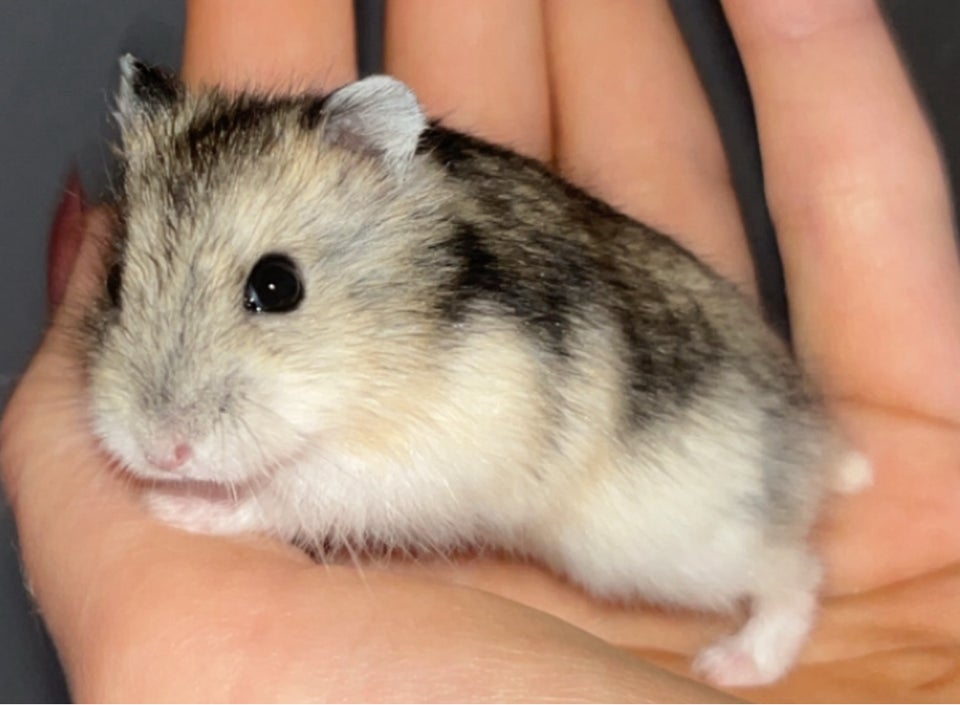 Hamster, Vinterhvid