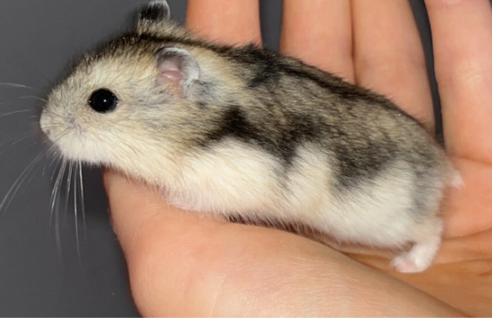 Hamster, Vinterhvid