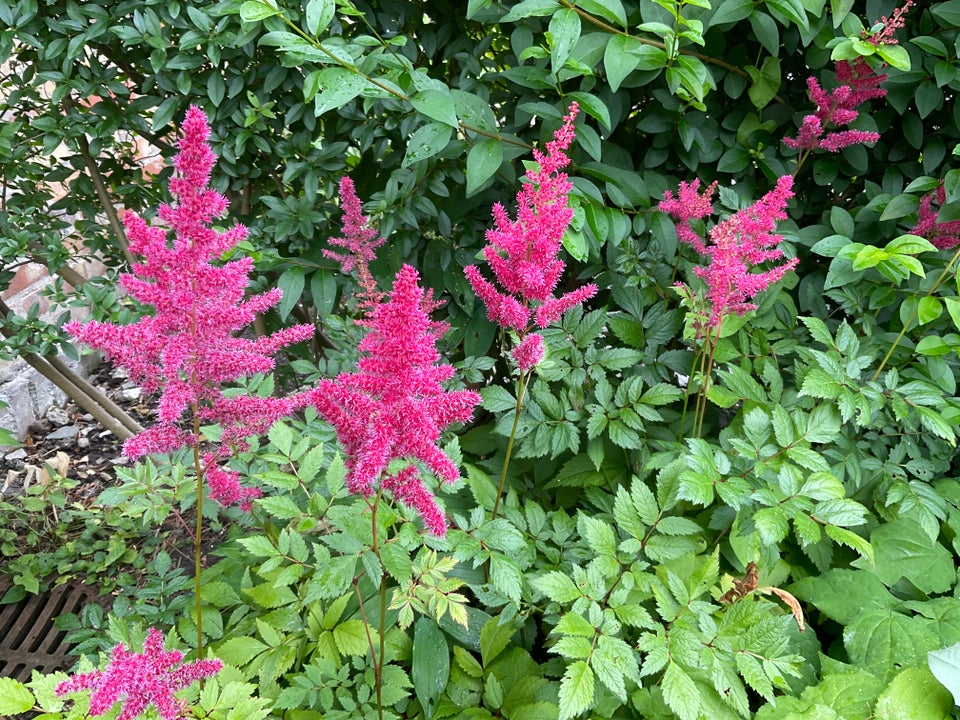 Staude. , Astilbe.