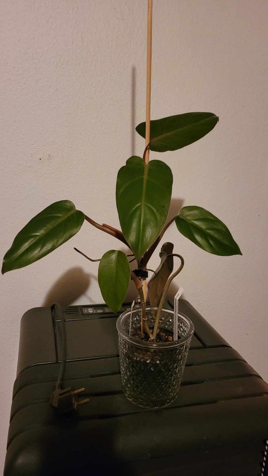 Philodendron , Philodendron