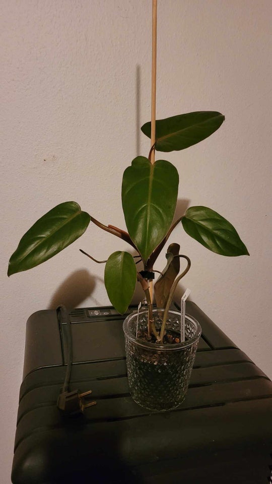 Philodendron , Philodendron