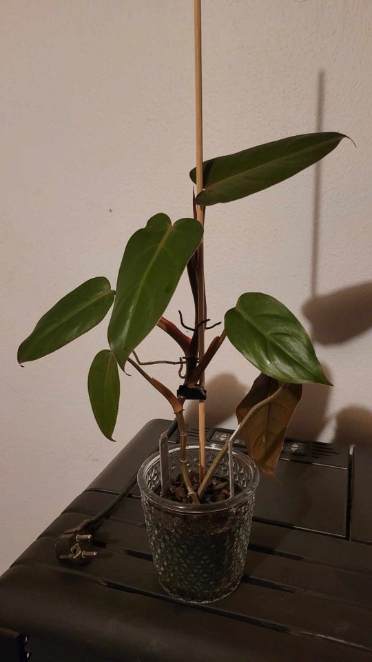 Philodendron , Philodendron