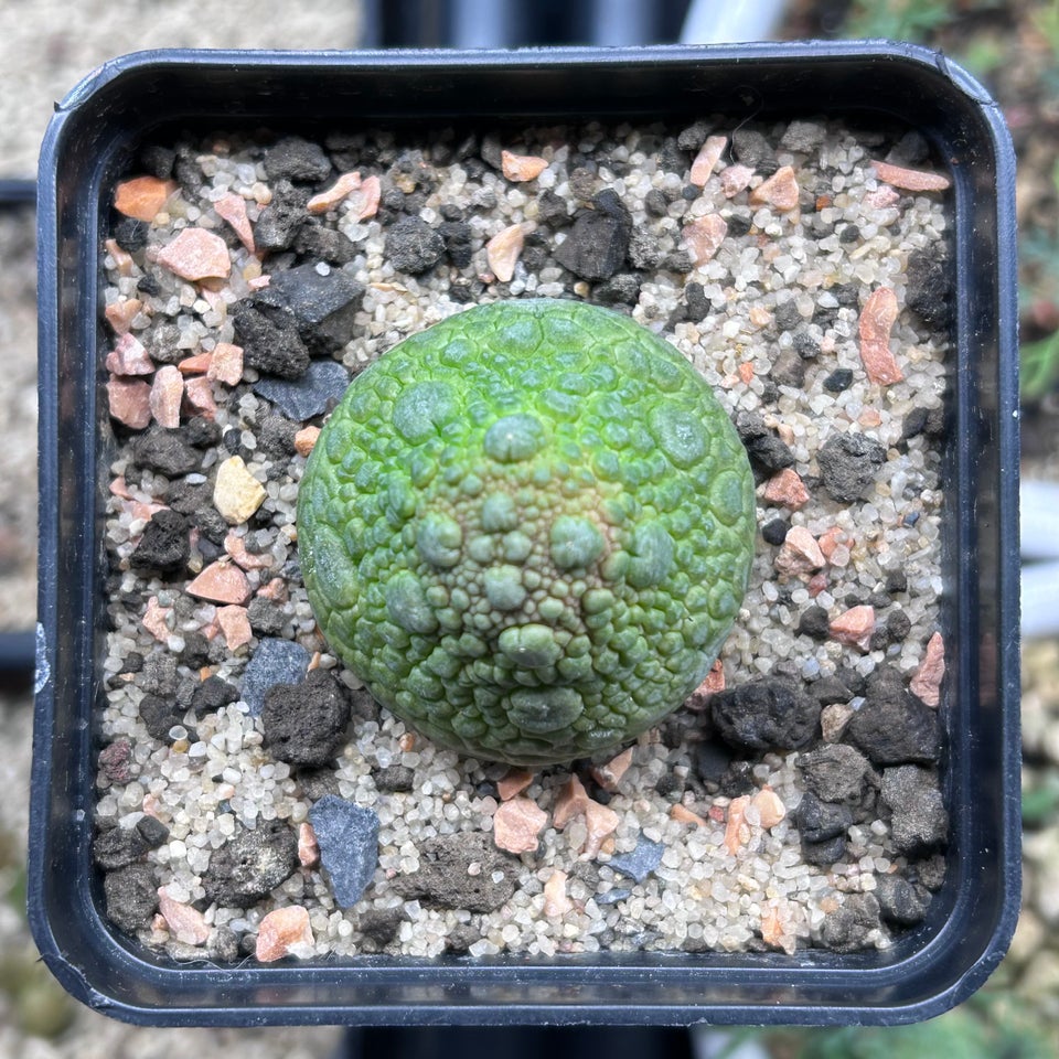 Sukkulent, Pseudolithos