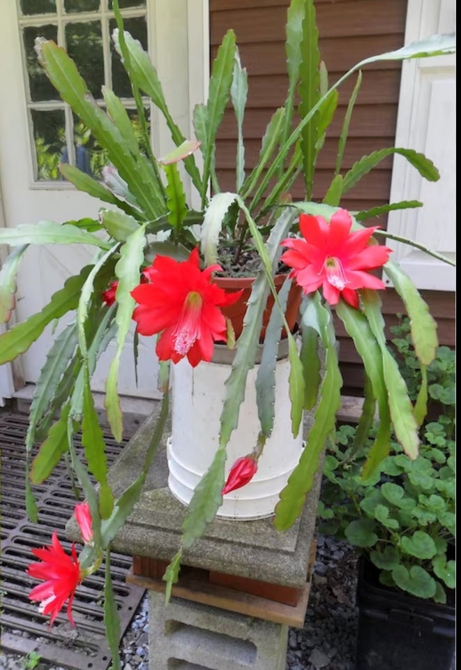 kaktus Epiphyllum Orchid red