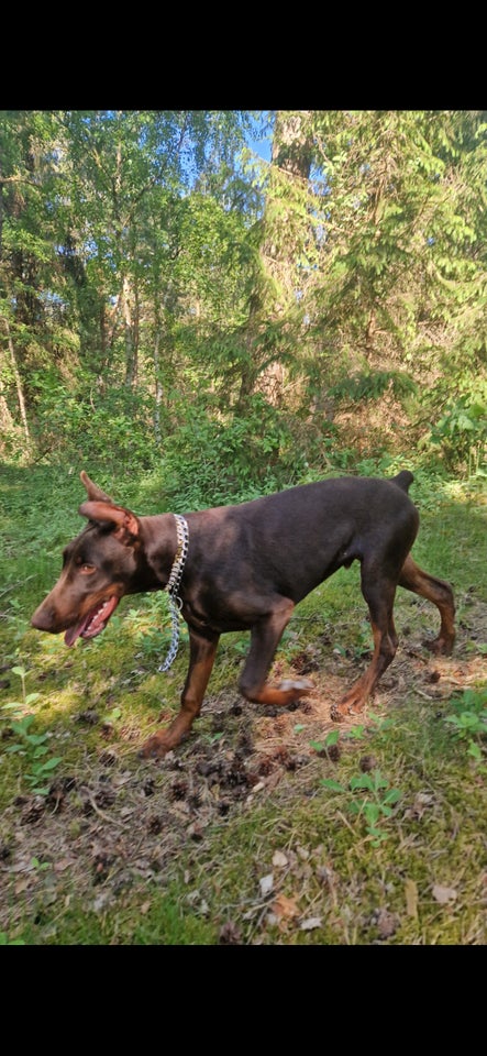 Dobberman hund 9 mdr