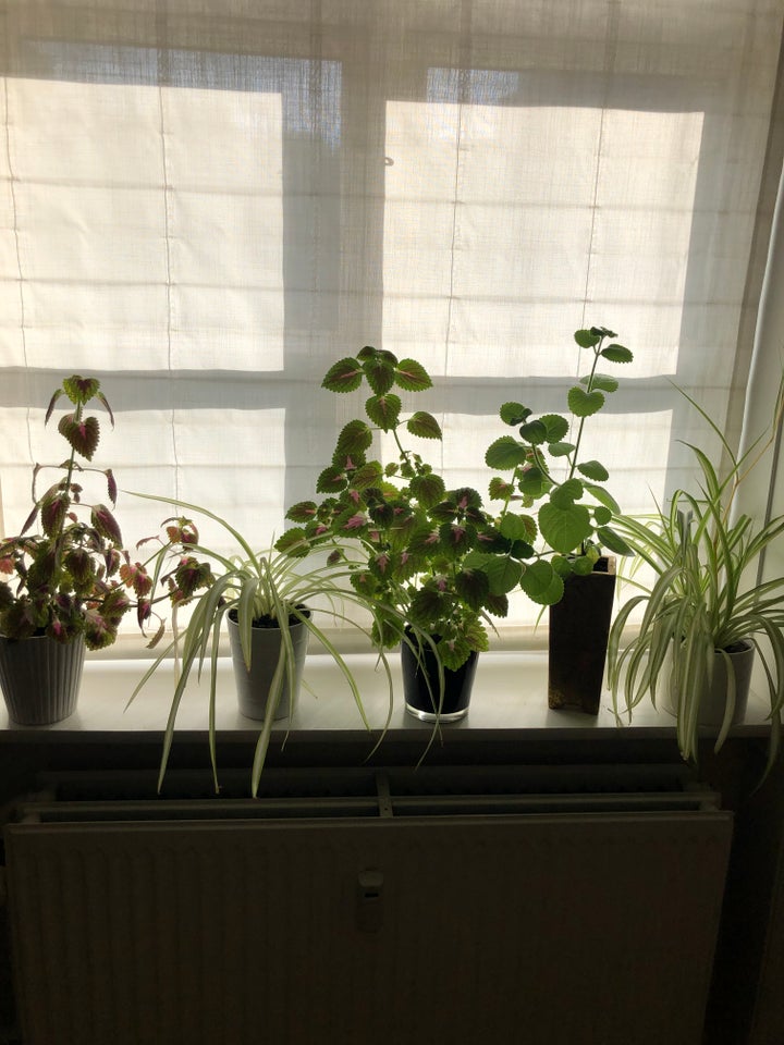 3 stueplanter