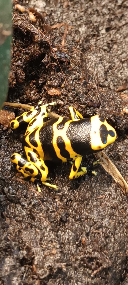 Frø Har unger af Dendrobates