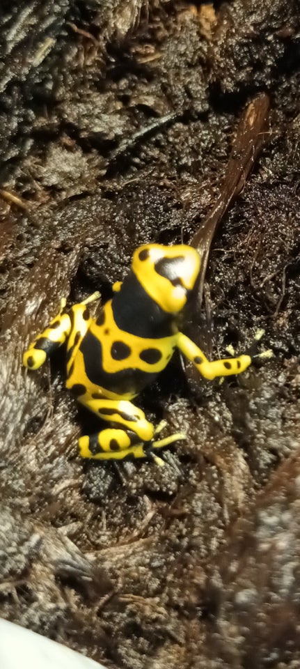 Frø Har unger af Dendrobates