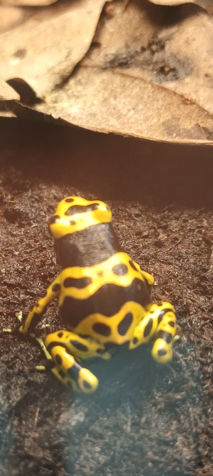 Frø Har unger af Dendrobates