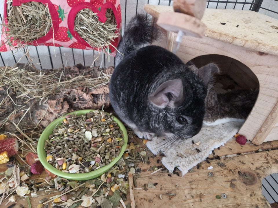 Chinchilla 2 år