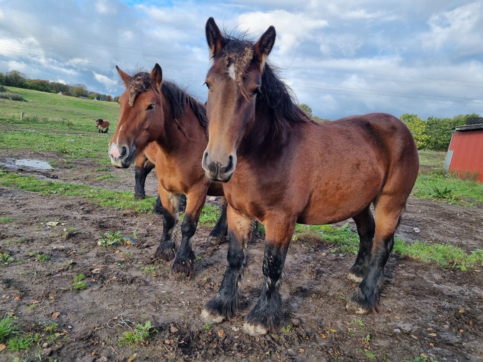 Belgier - koldblod, hoppe, 2 år