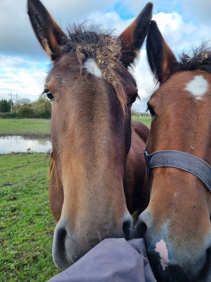 Belgier - koldblod, hoppe, 2 år