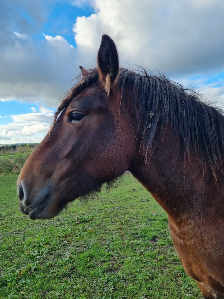 Belgier - koldblod, hoppe, 2 år