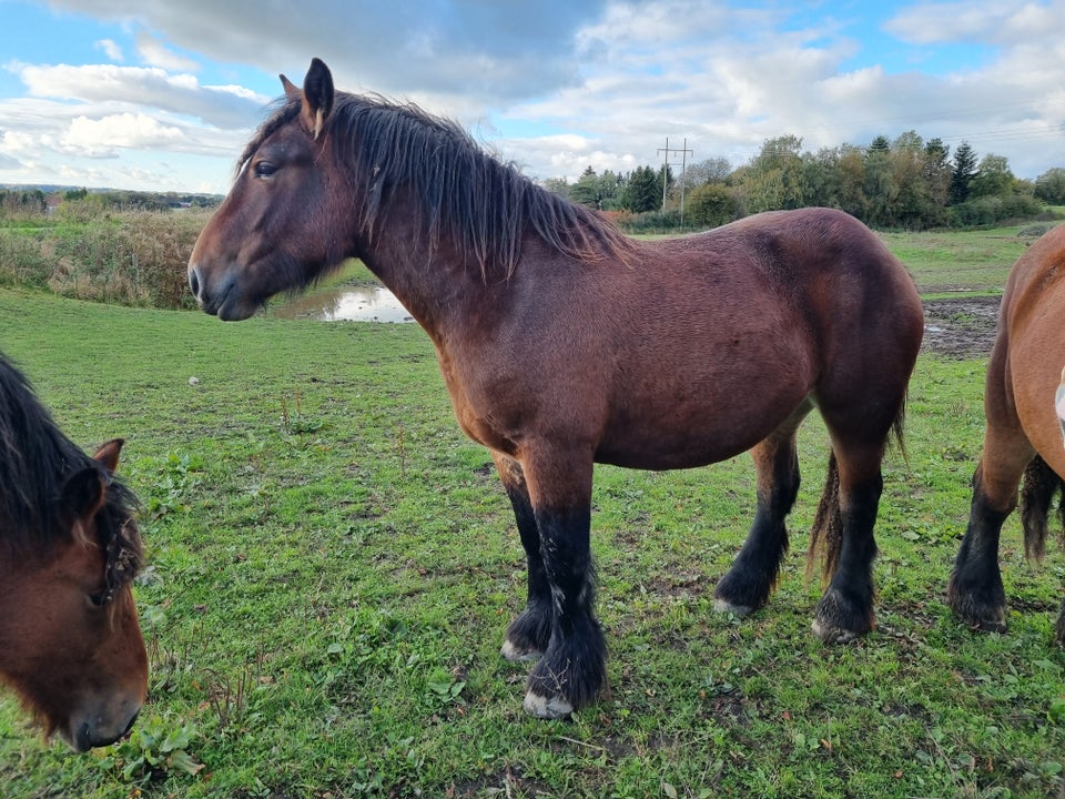 Belgier - koldblod, hoppe, 2 år