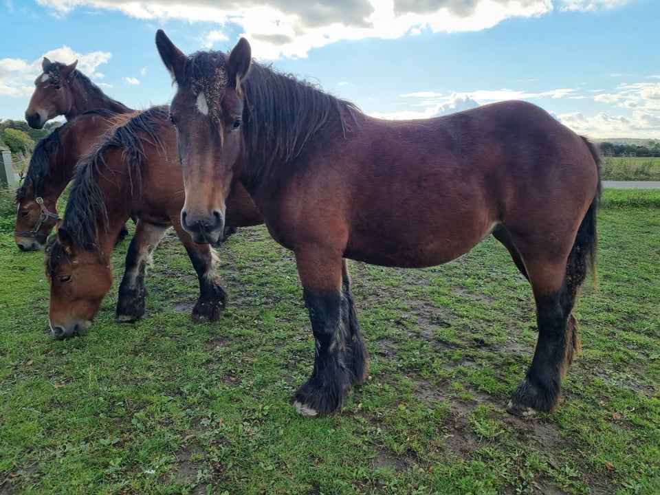 Belgier - koldblod, hoppe, 2 år