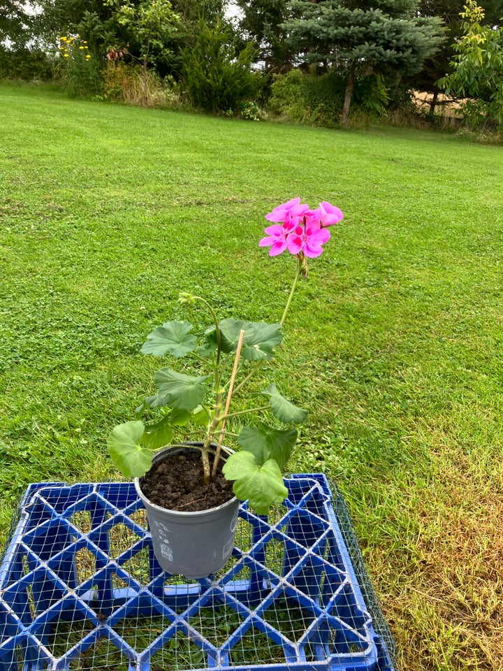 Pelargonie  Lilla