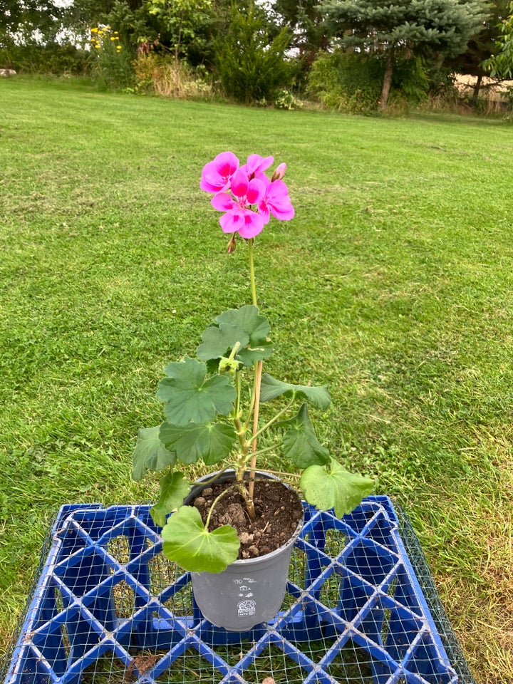 Pelargonie  Lilla