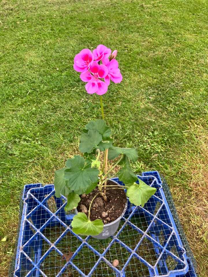 Pelargonie  Lilla