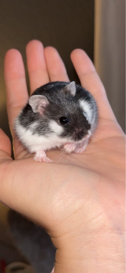 Hamster Campbell dværghamster  0