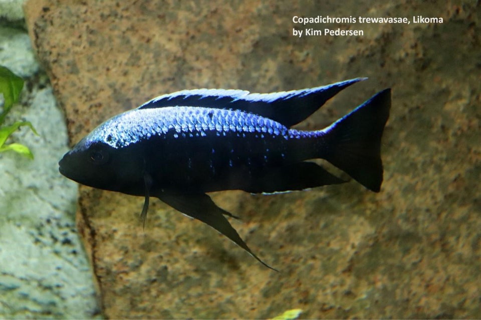 Copadichromis trewavasae Likoma