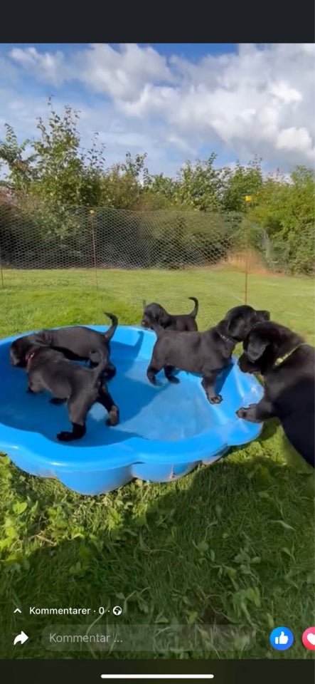 Puddel/ Labrador (Labradoodle) 