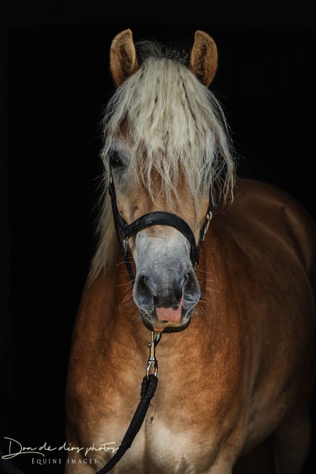 Haflinger, vallak, 9 år