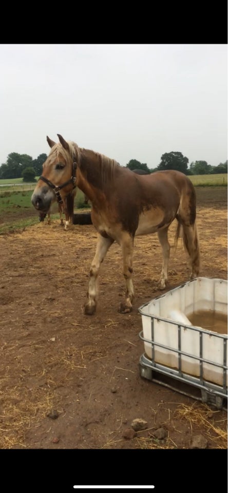 Haflinger, vallak, 9 år