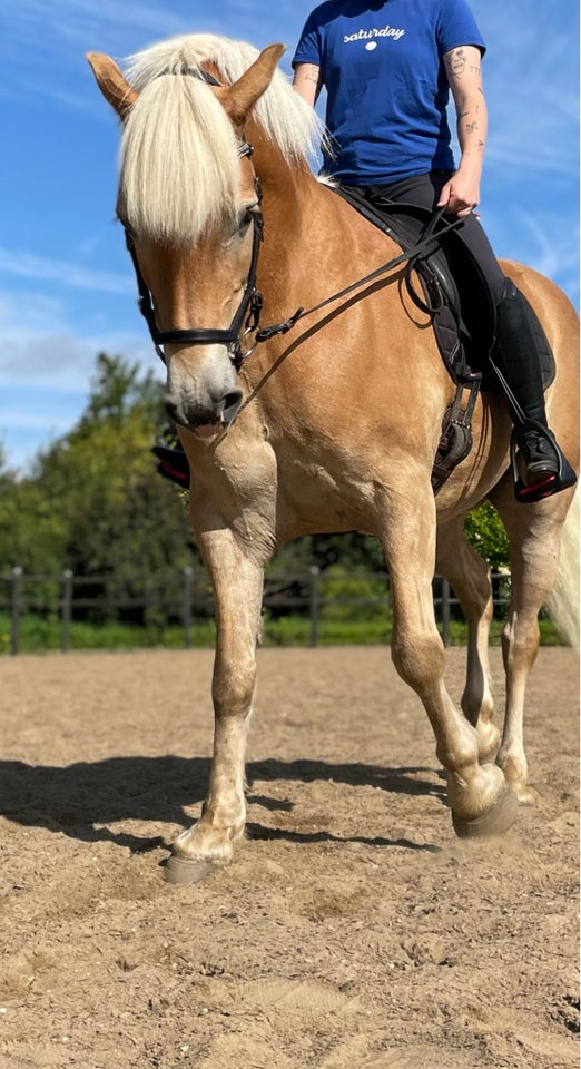 Haflinger, vallak, 9 år