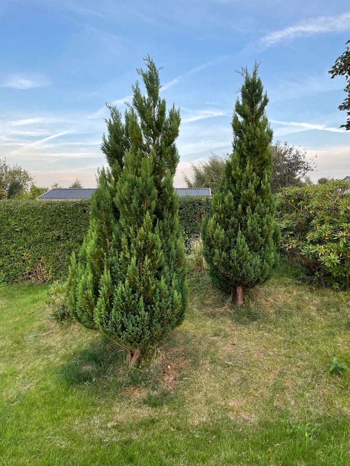 Thuja