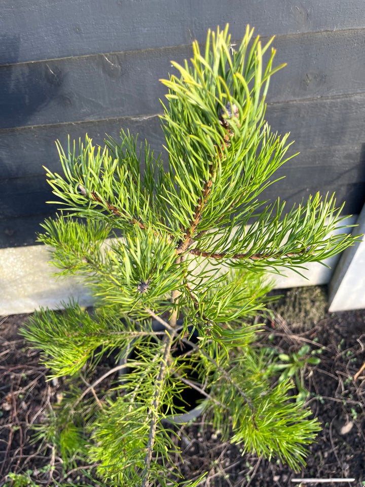 Skovfyr (Pinus Sylvestris)