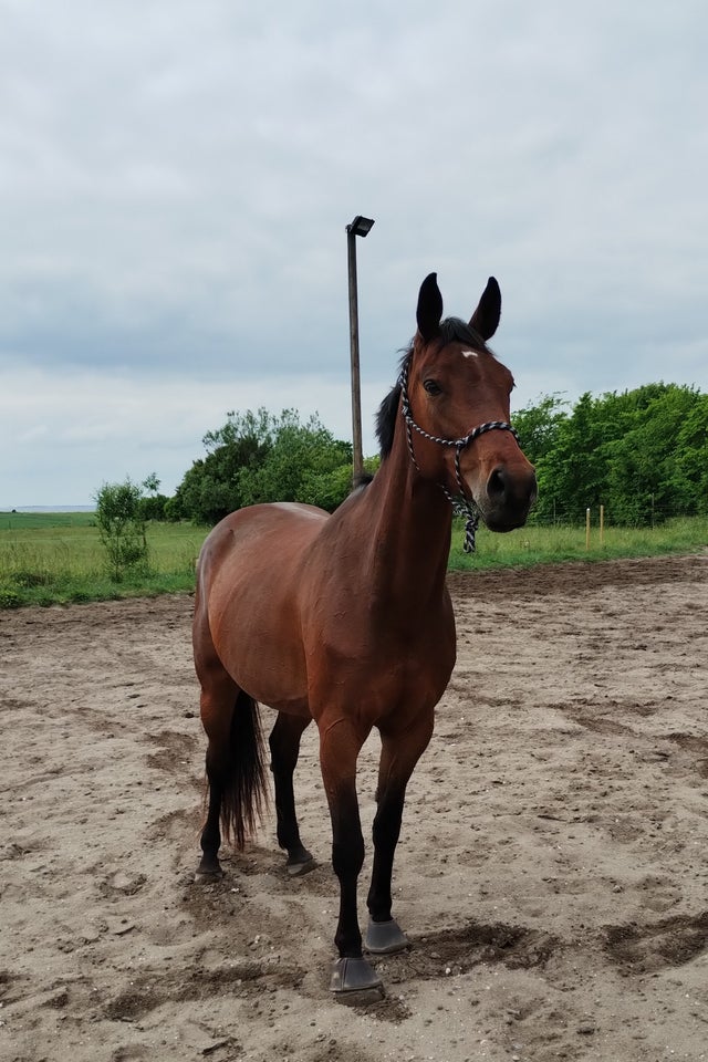 Dansk Varmblod hoppe 8 år