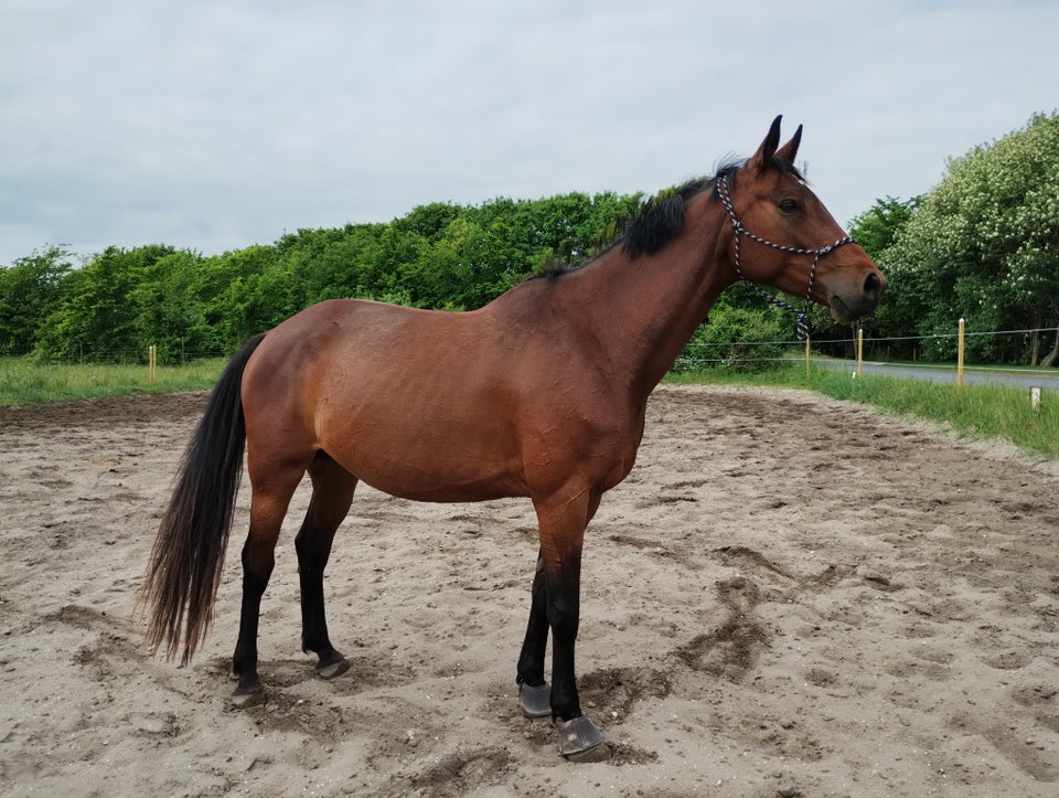 Dansk Varmblod hoppe 8 år