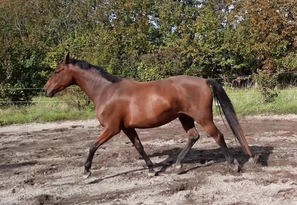 Dansk Varmblod hoppe 8 år