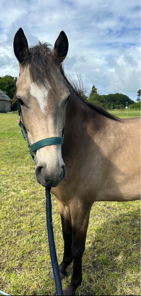 Blanding - varmblod hoppe 4 år