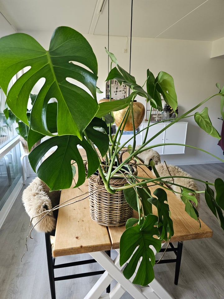 Monstera, Monstera