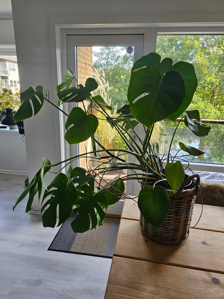 Monstera, Monstera