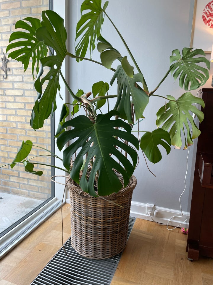 Stueplante Monstera