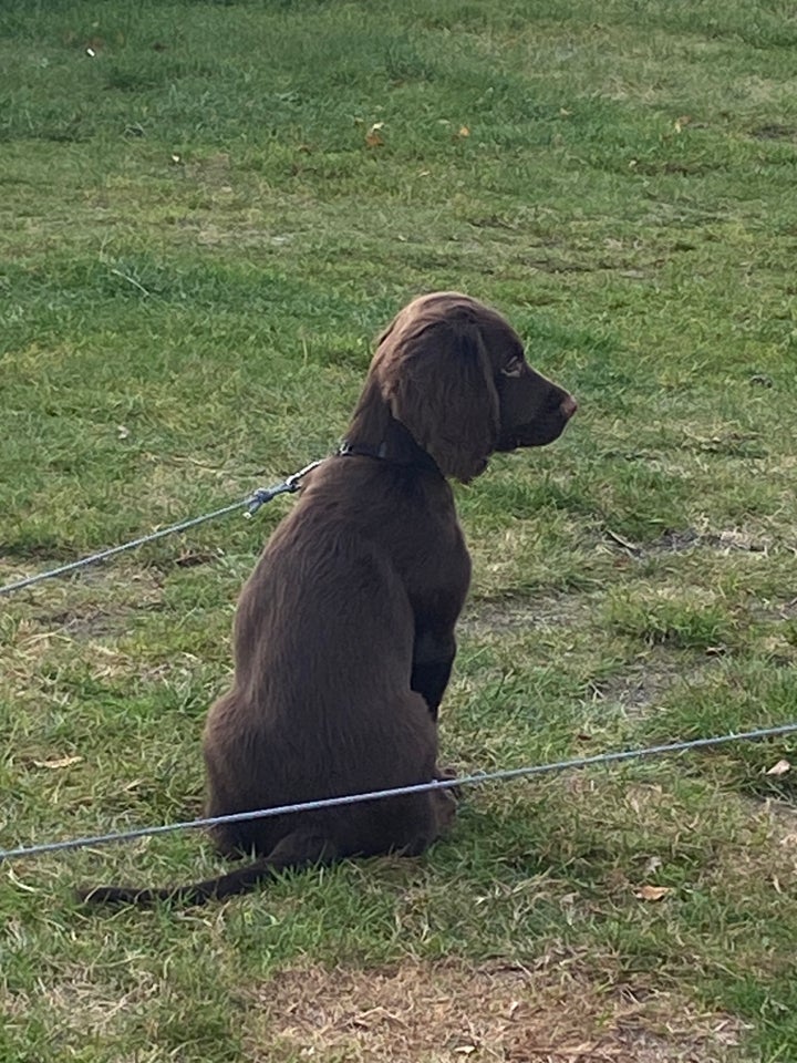 Field Trail Cocker Spaniel,