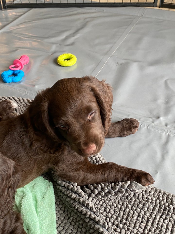 Field Trail Cocker Spaniel,