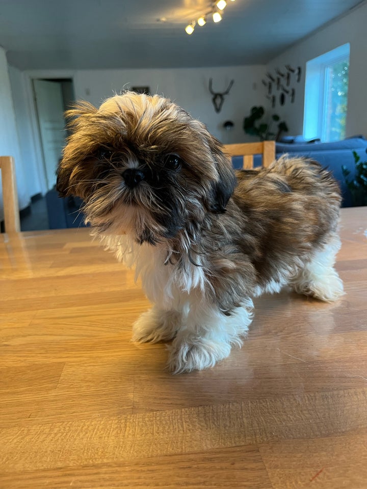 Shih tzu, hvalpe, 12 uger